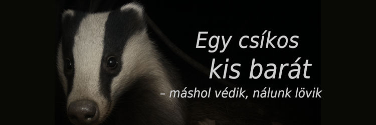 A borz a barátunk: ideje leállni a vadászatával
